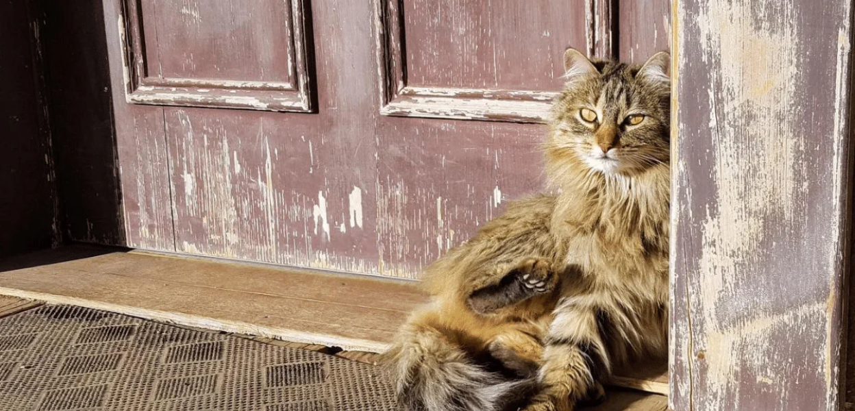 Cats
