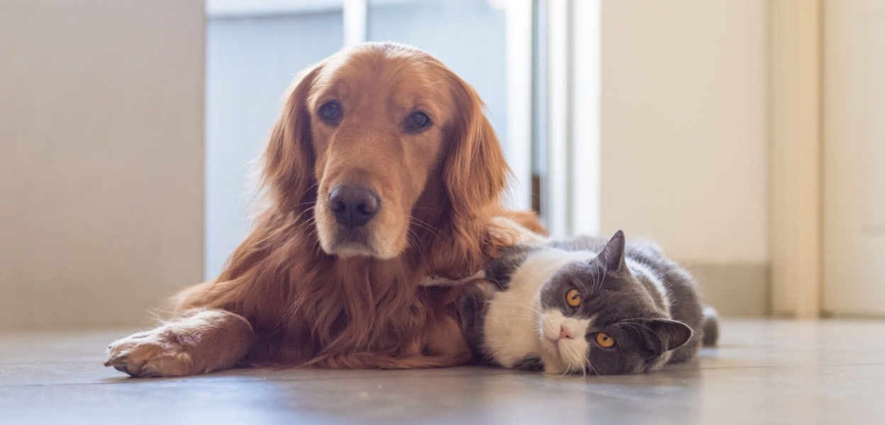 hiring-trusted-pet-sitter