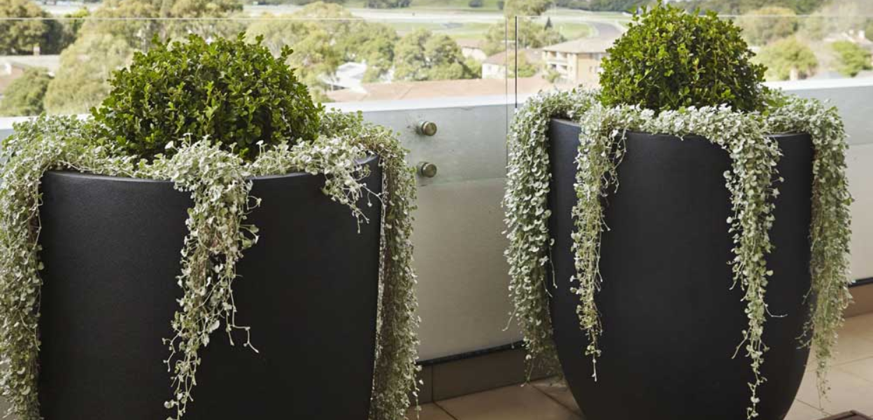 five-pots-from-the-balcony-garden