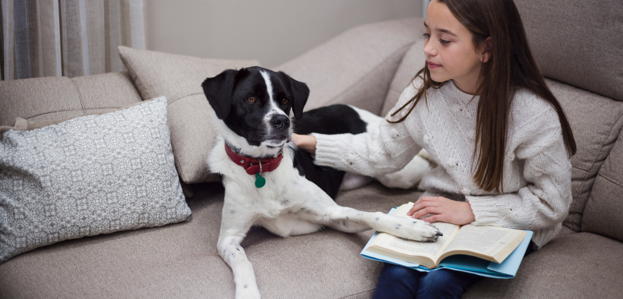 Dog Friendly Co Review and Guide for Pet Owners