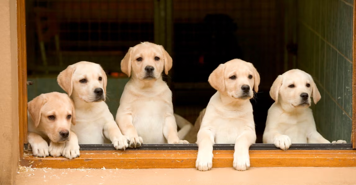 train your dog with training pads